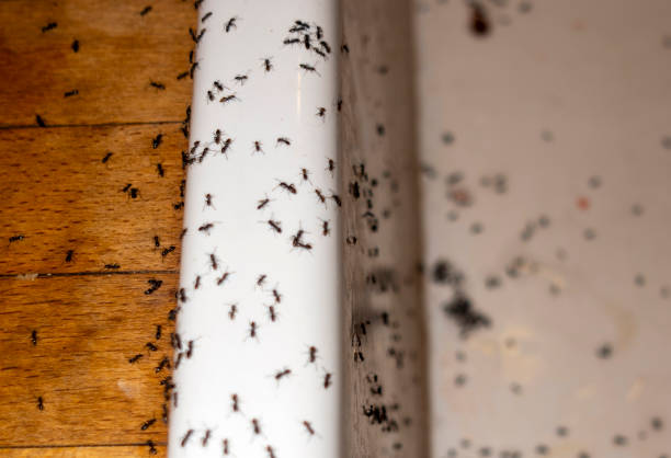 Marshalltown, IA Pest Control Company